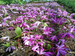 山慈菇(冰球子)種植技術(shù)